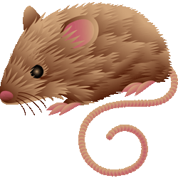 Rat / Mouse illustration