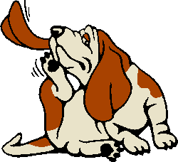 Basset hound illustration